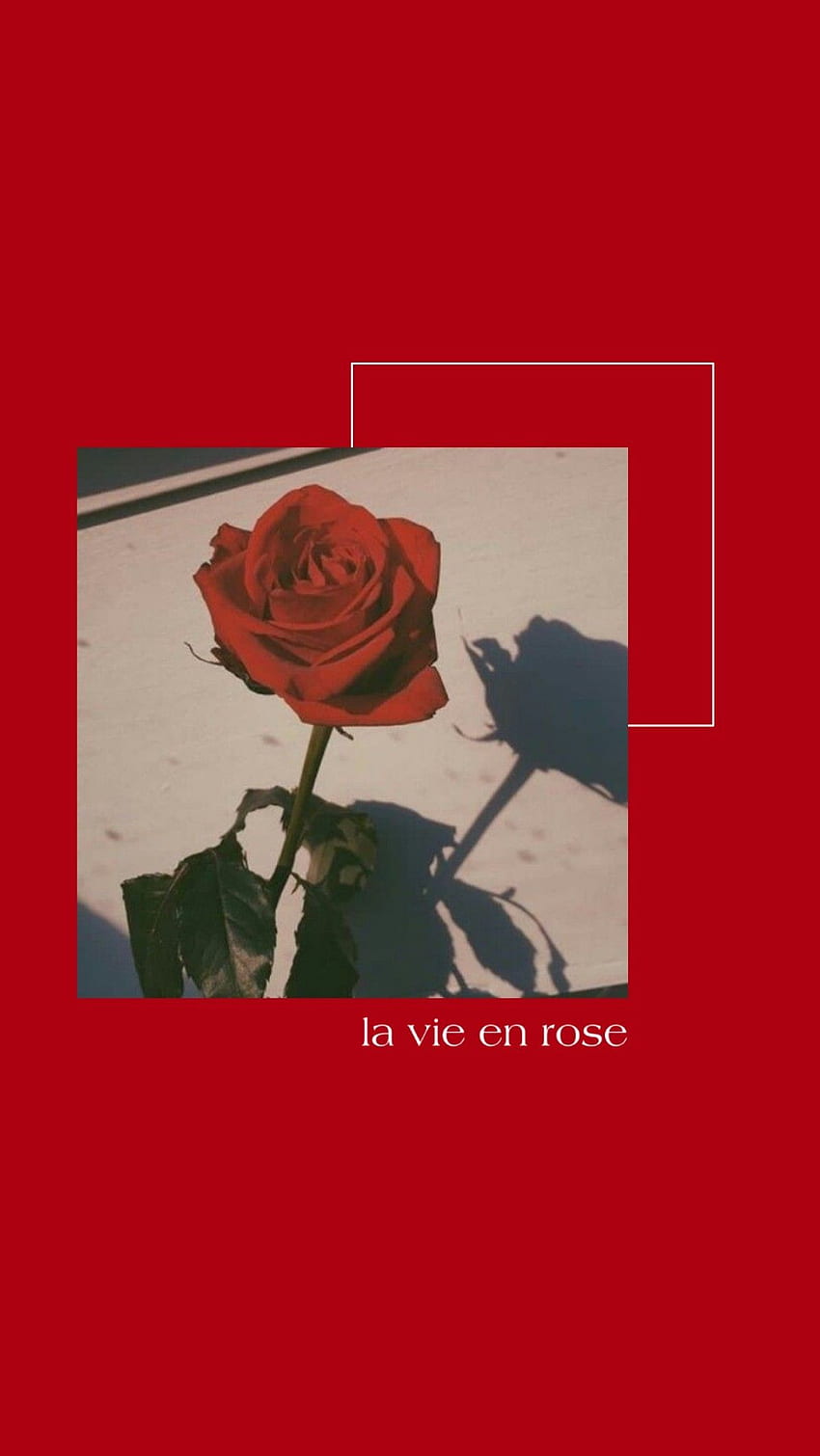 Red aesthetic . Red roses , Red aesthetic grunge, Red aesthetic, Aesthetic Black and Red Rose HD phone wallpaper