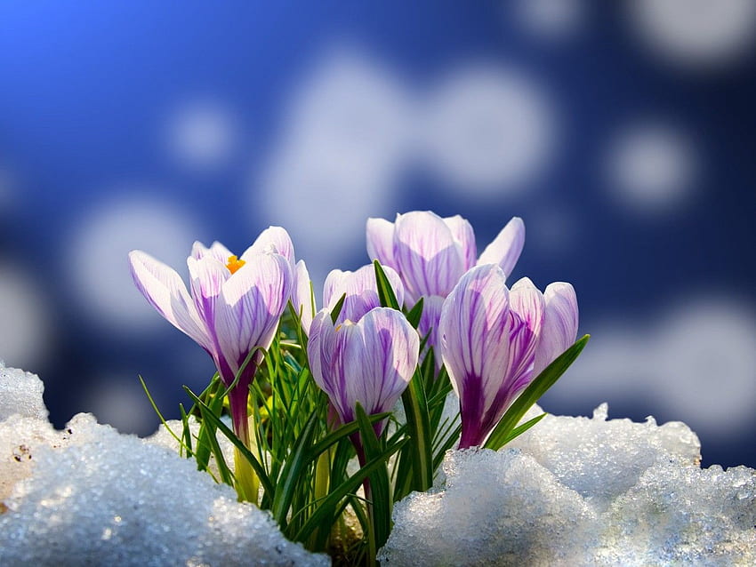 Flor: Flores de primavera Azafranes tempranos Pétalos Primero Hermoso Encantador, Flores en la nieve fondo de pantalla