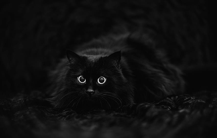 cat, black background, black cat for , section кошки, Beautiful Black Cats HD wallpaper