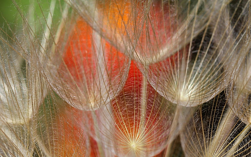 Löwenzahn, Haut, Grün, Textur, Samen, Orange HD-Hintergrundbild