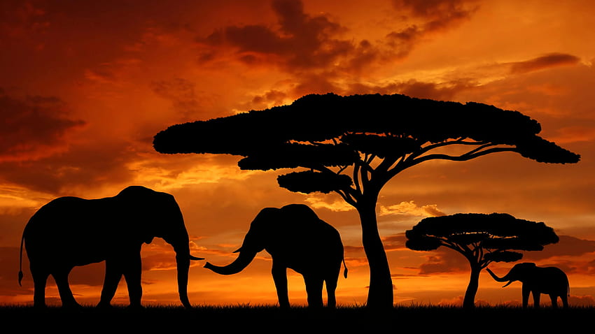Afrikanischer Sonnenuntergang. , Afrikanische Savanne HD-Hintergrundbild