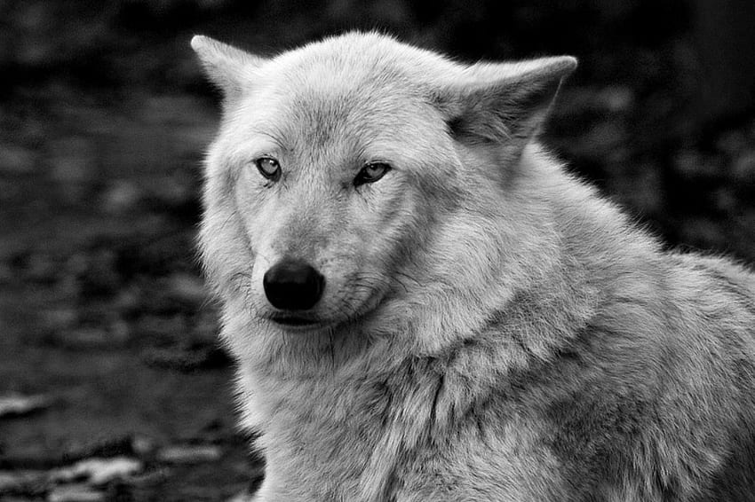 samotny biały wilk, zima, pies, wilk wllpaper, samotny wilk, wataha wilków, wilk, wycie, paczka, śnieg, mityczny, majestatyczny, wilki, lobo, szary, wycie, szary wilk, piękny, duch, przyjaźń, psi, samotność Tapeta HD