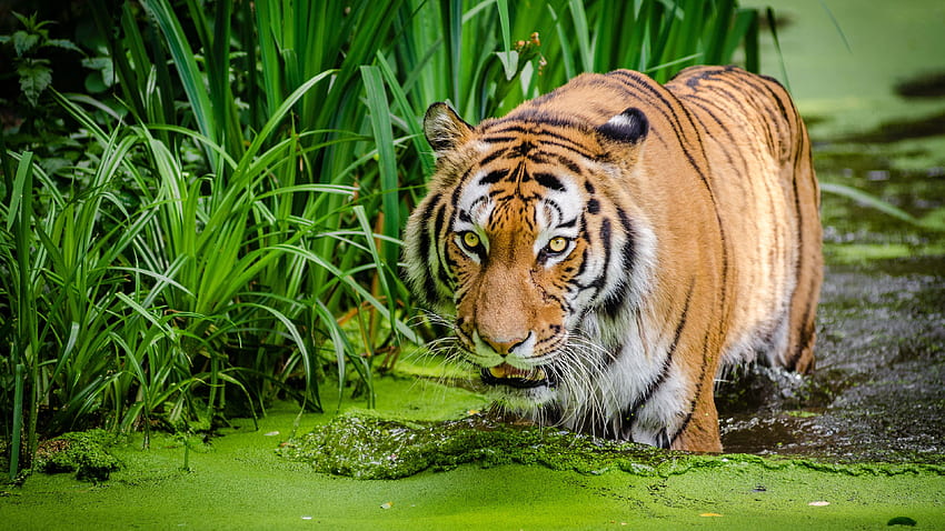 Siberian Tiger HD wallpaper | Pxfuel