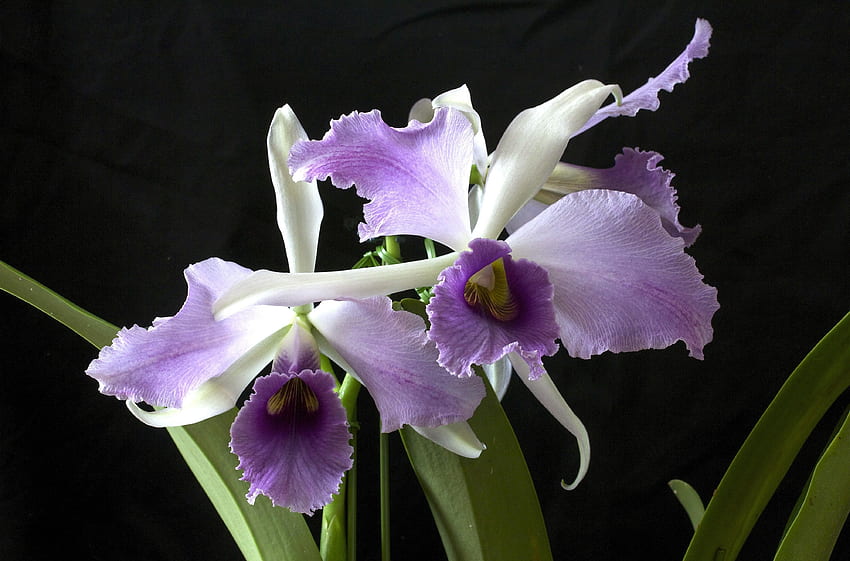 Blumen, Blume, Nahaufnahme, Schwarzer Hintergrund, Orchidee, Exotisch, Exoten HD-Hintergrundbild