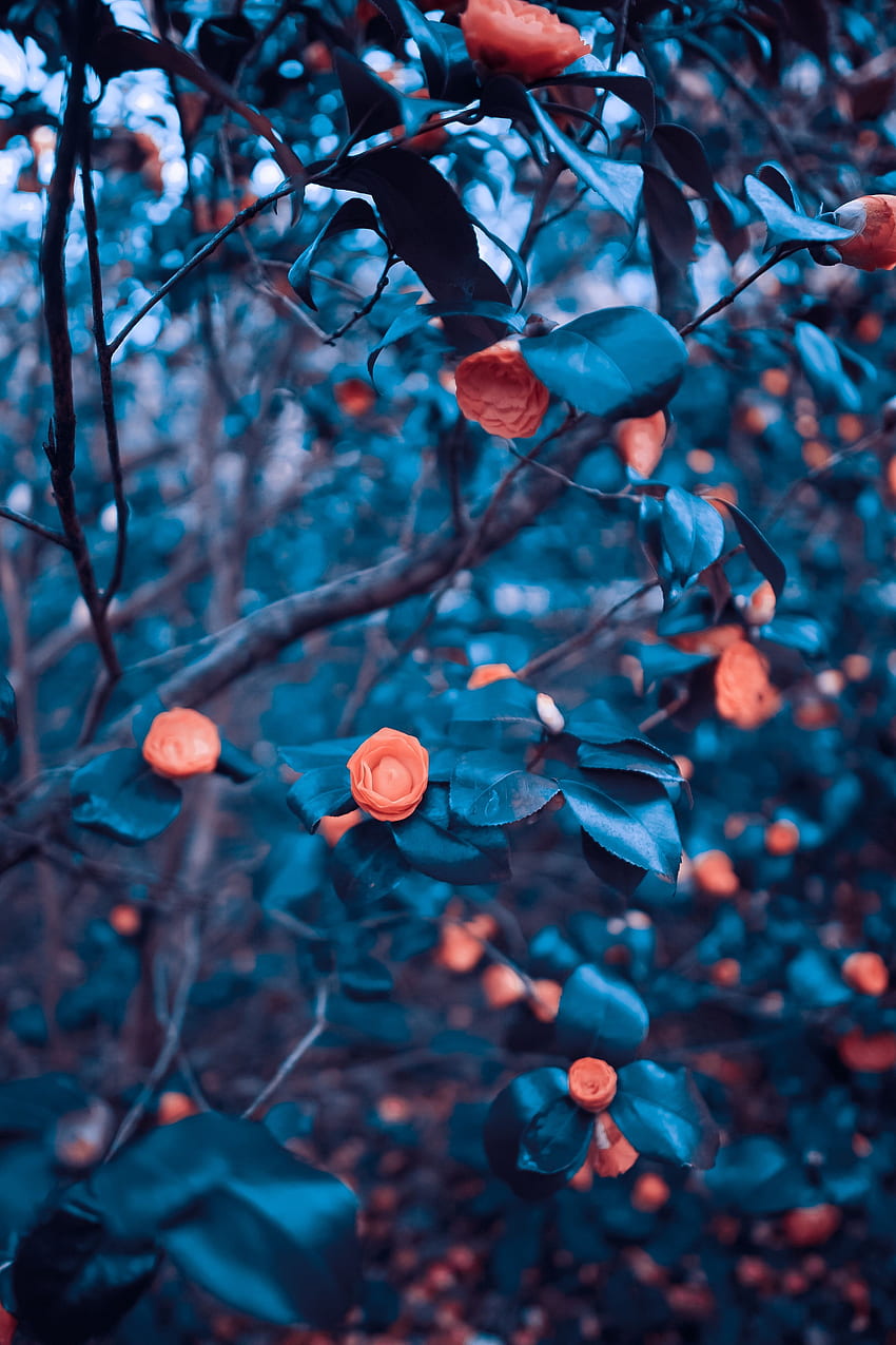 English Rose Bushes. Background , Blur background graphy, Blur background, DSLR Blur HD phone wallpaper