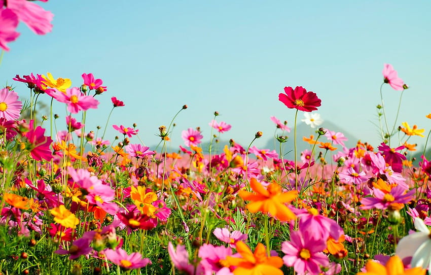 field, summer, flowers, colorful, meadow, summer, field, pink, flowers, cosmos, meadow for , section цветы HD wallpaper