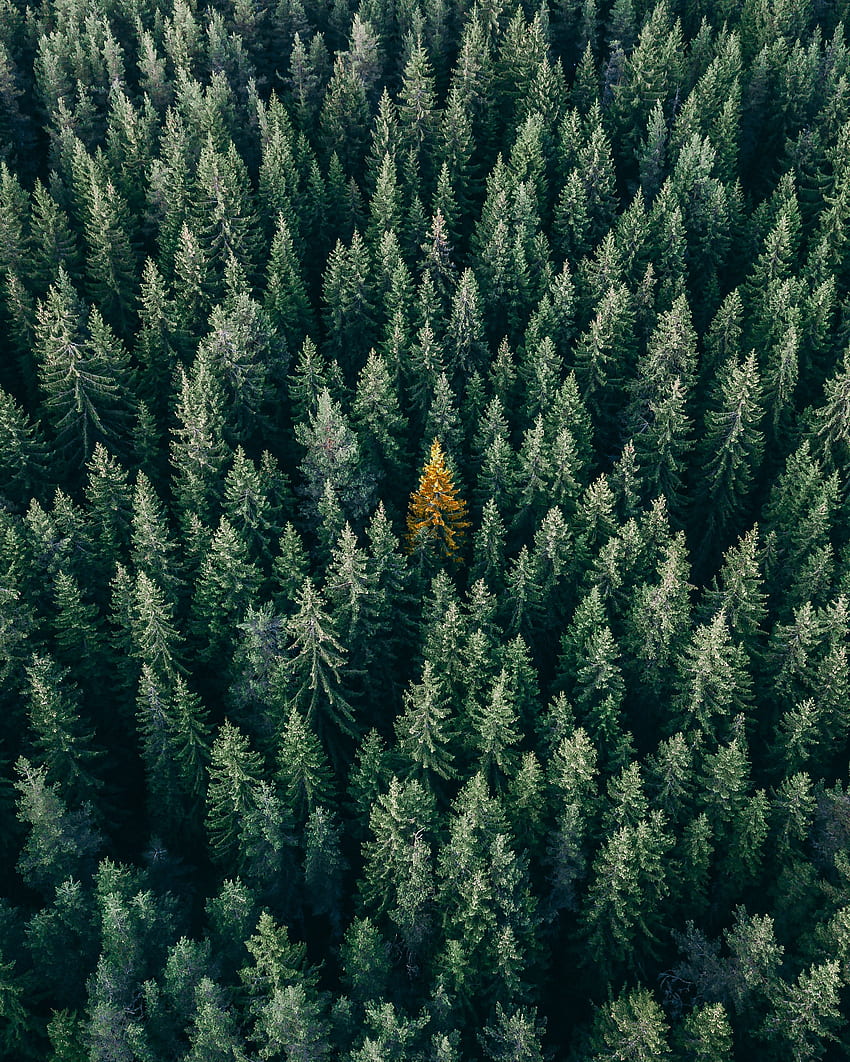 自然, 木, 上からの眺め, 上部, 針葉樹, 森林, トップス HD電話の壁紙