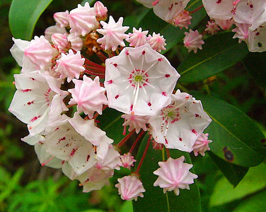 월계수, 분홍색, 흰색, 녹색 잎, 코네티컷, 꽃, 산 월계수 HD 월페이퍼