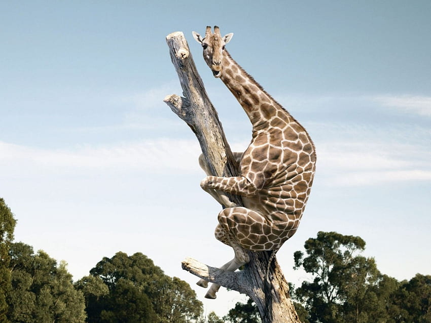 Funny, Animals, Giraffes HD wallpaper
