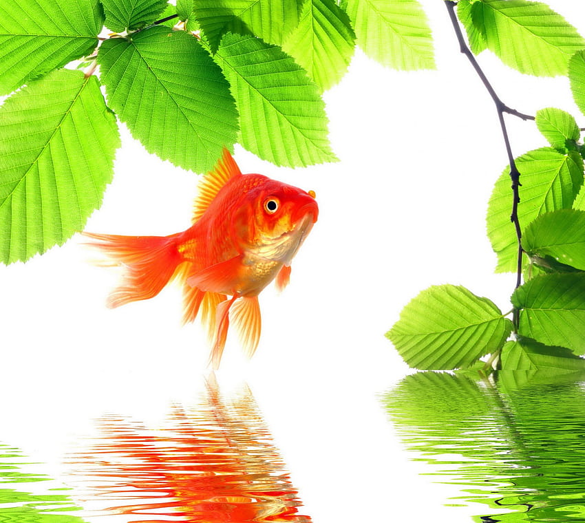 Gold fish HD wallpapers | Pxfuel