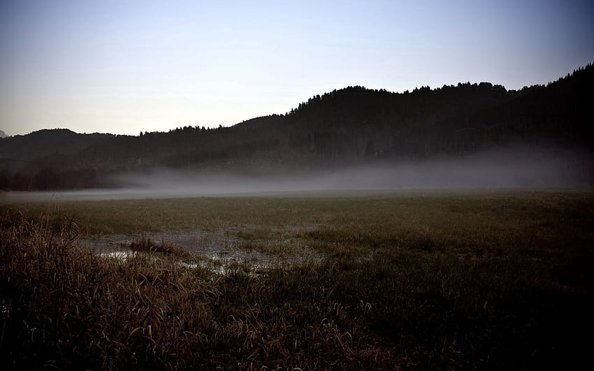 Nature, Swamp, Fog, Field, Grayness, Greyness HD wallpaper