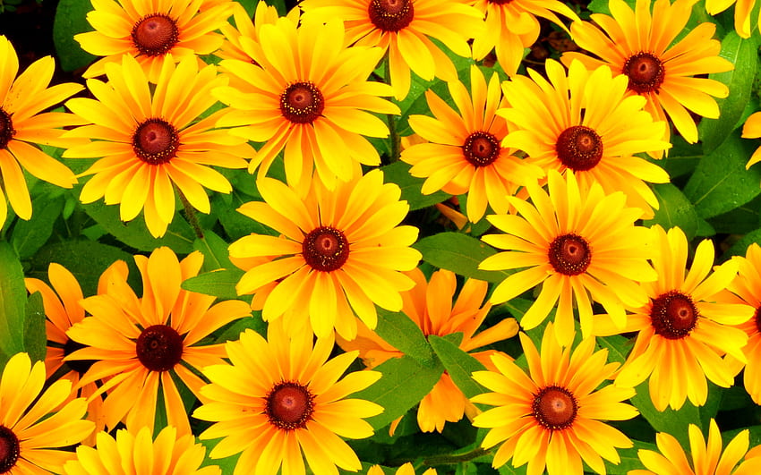 Rudbeckia Yellow Flowers na panoramiczny komputer pełny Tapeta HD
