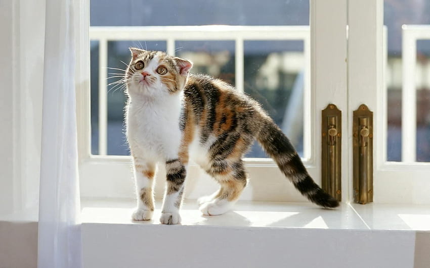 Animais, gatinho, gatinho, listrado, peitoril da janela, peitoril da janela, mindfulness, atenção papel de parede HD