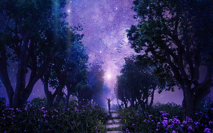 Night sky , Forest . .uk, Enchanted Sky HD wallpaper