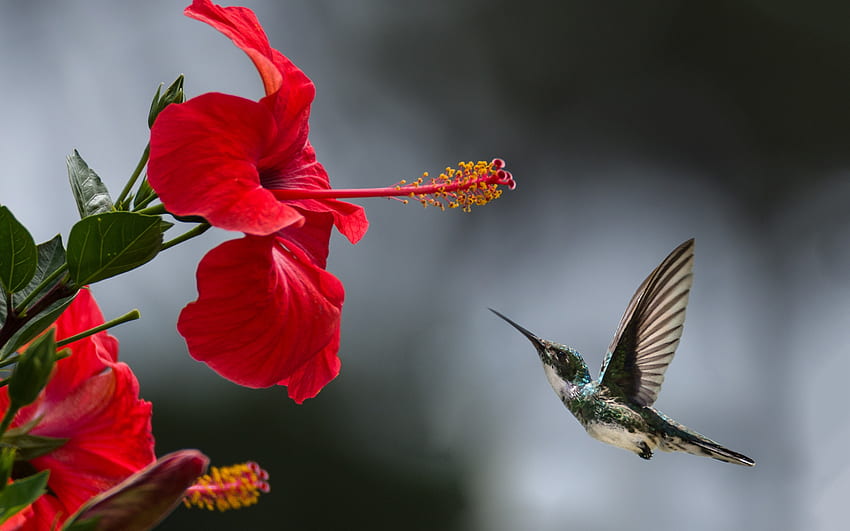 Hibiscus flower and hummingbird, bird, flower, philippe donn, hummingbird, nature, pasari, hibiscus, japanese, colibri, red HD wallpaper