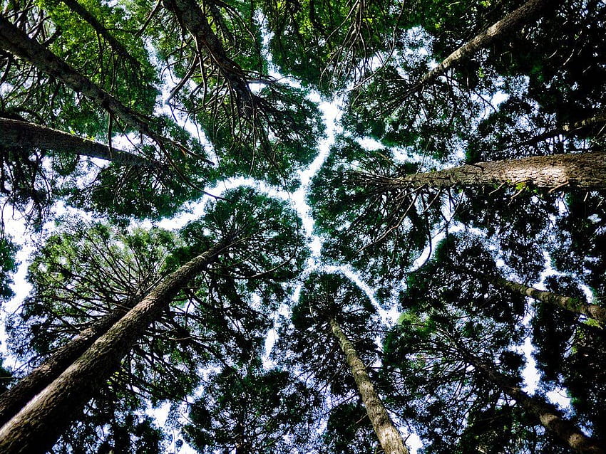 Tree crown shyness, a phenomenen where trees don't like to touch eachother : interestingasf*ck HD wallpaper