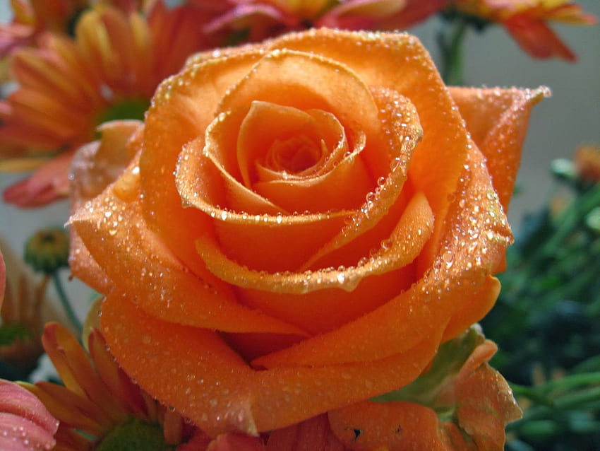 Beautiful Orange Color Rose Flowers Hd