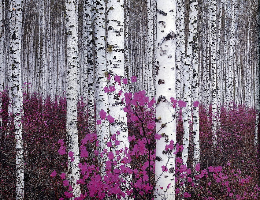 ดอกไม้ ป่าไม้ พืช ไม้เรียว - วอลล์เปเปอร์ HD