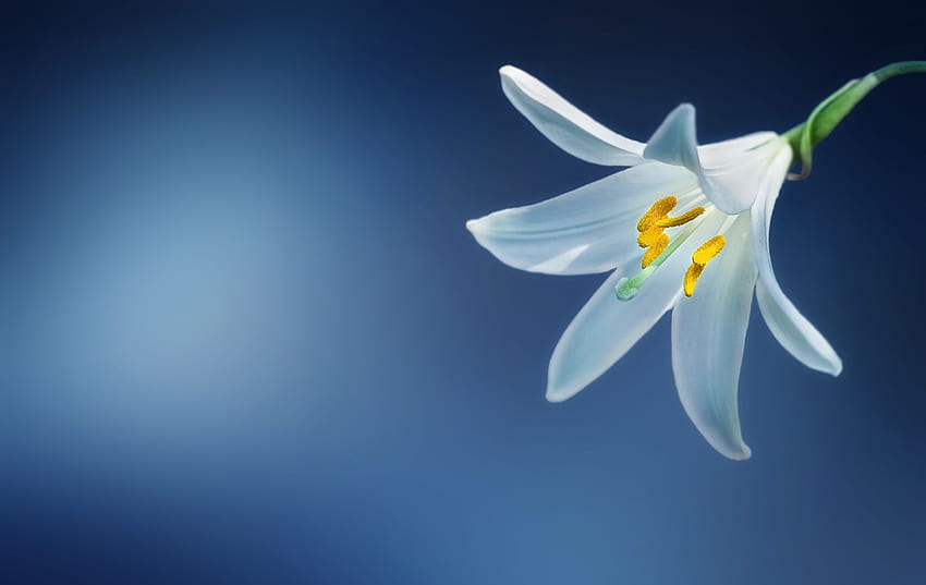 White Lily Flower · Stock, Lilium HD wallpaper