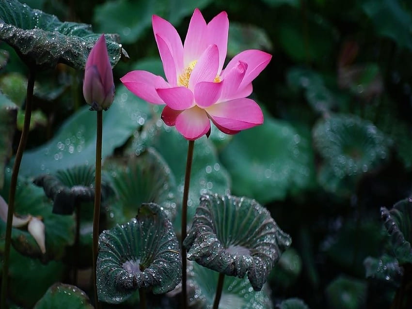 Lotus, Dew, Flowers, Pink, Drops HD wallpaper