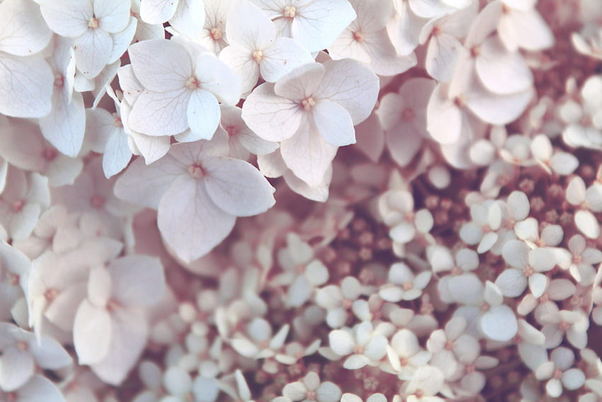 / un gros plan d'une grappe dense de fleurs d'hortensias blancs, d'hortensias blancs pâles, d'hortensias roses Fond d'écran HD