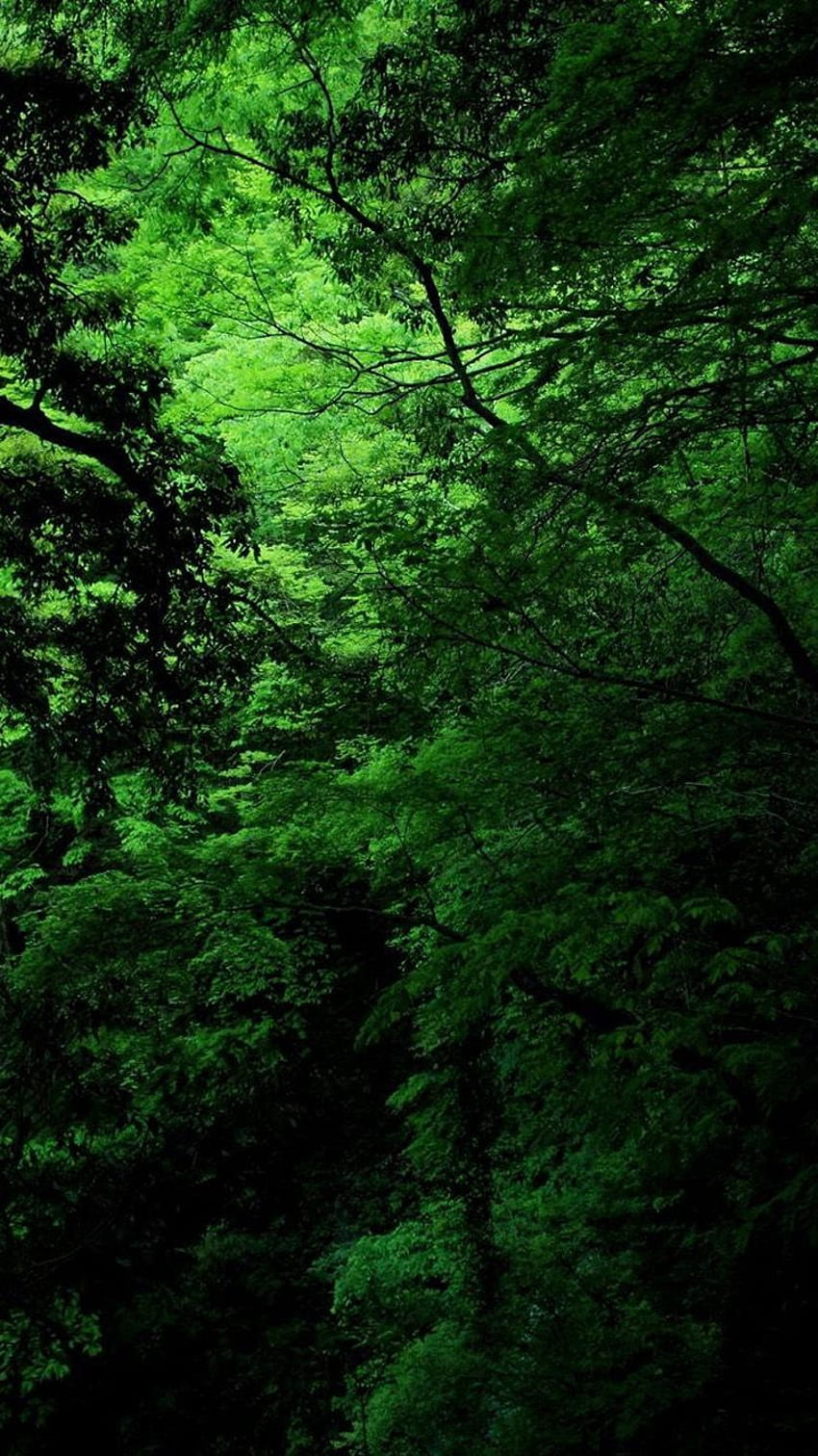 Dark Green Forest  riphonewallpapers