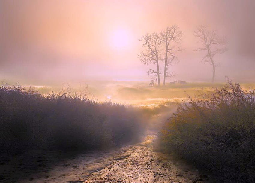 Moody morning, mist, horses, morning, path, clouds, grass, sunrise, tree HD wallpaper