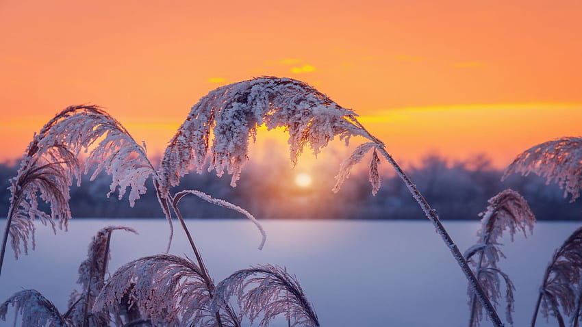 Frosty Sunset, reed, ice, snow, winter, landscape, sun HD wallpaper
