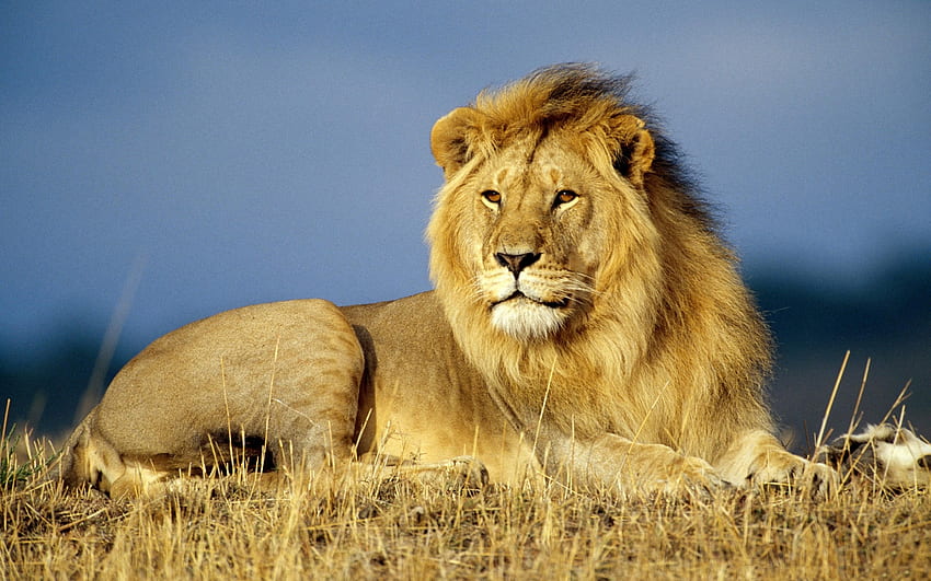 Animals, Lions HD wallpaper