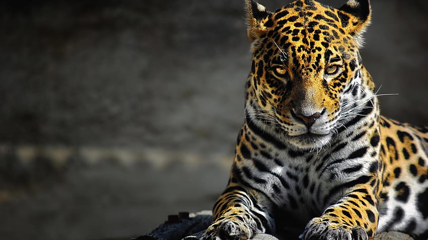 Hermoso jaguar. Estudio 10. Decenas de miles fondo de pantalla