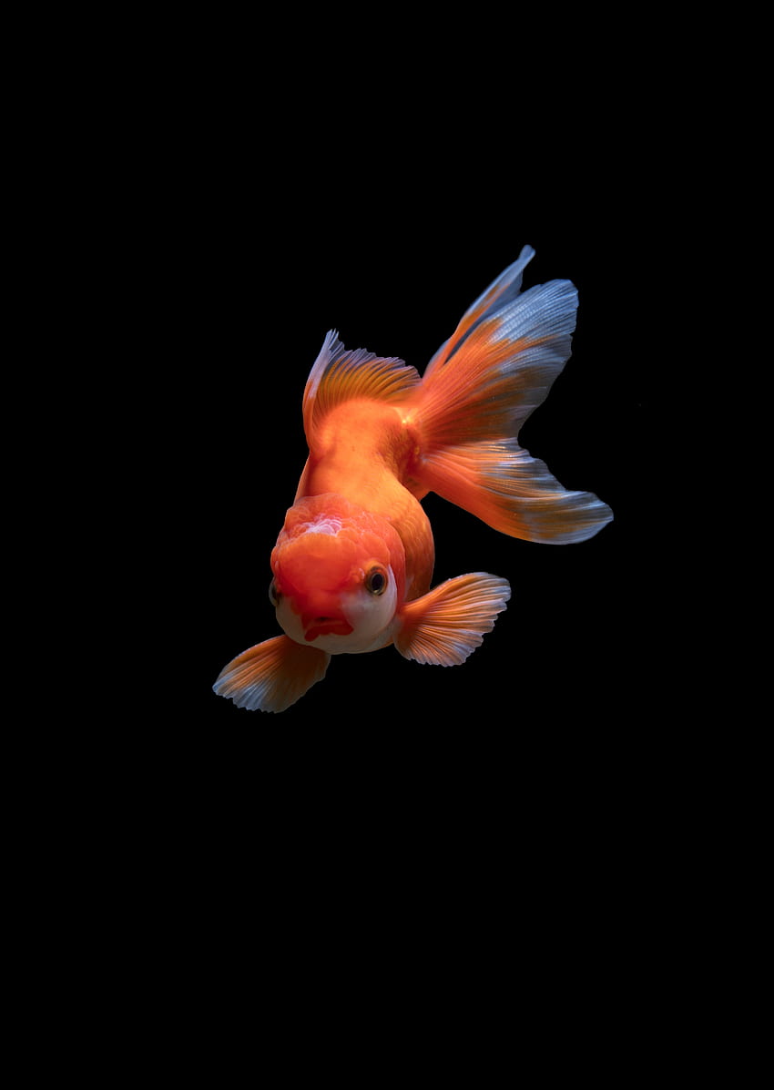 Animals, Underwater World, To Swim, Swim, Small Fish, Fishy HD phone wallpaper