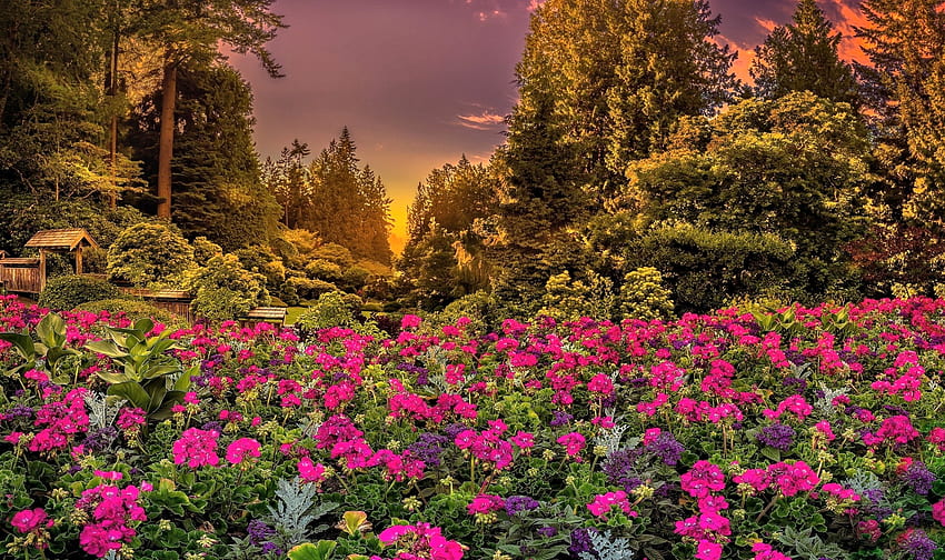 Evening Sky, Flowers, Nature, Sky, Tree HD wallpaper
