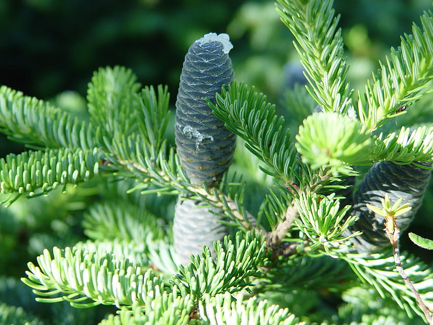 Spruce, branches, pine cones, tree HD wallpaper