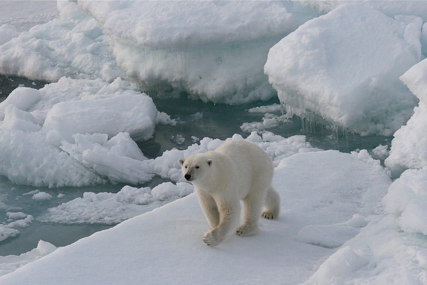 Polar bear on a ice floe, polar bear, wild life, bear, ice floe, water, ice HD wallpaper