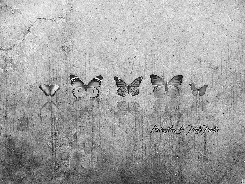 butterfly gray vector high definition high resolution – Animals Butterflies, 1024X768 Butterfly HD wallpaper