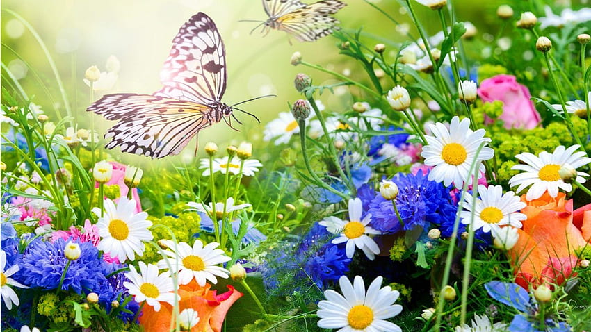 Flores: Flores Jardín Colorido Brillante Mariposa Salvaje Margaritas fondo de pantalla