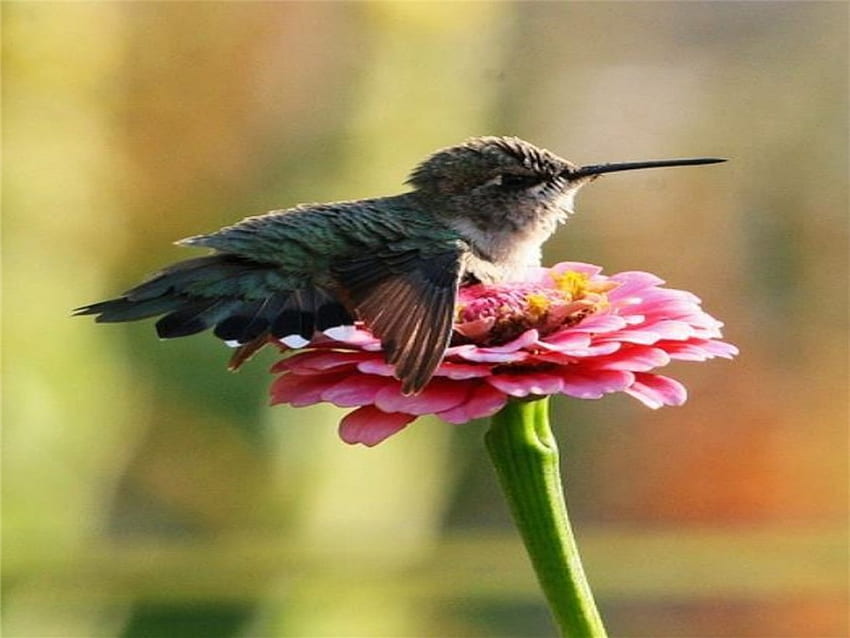 A Short Break, beak, animal, wings, l, stem, feathers, resting, baby, pink, flower, green, hummingbird, nature HD wallpaper