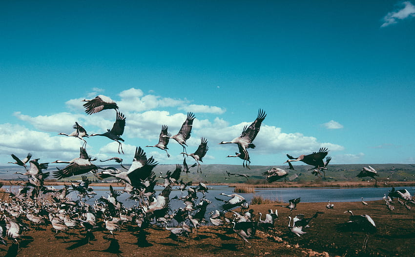 Tiere, Vögel, Kraniche, Flug, Herde HD-Hintergrundbild