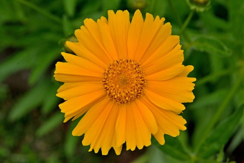 Spring Daisy, yellow flower, daisy, spring flowers, yellow daisy, sunflower HD wallpaper