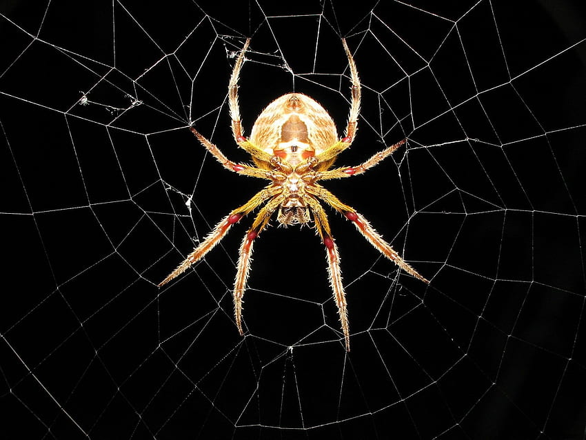 spider, web, spider web HD wallpaper