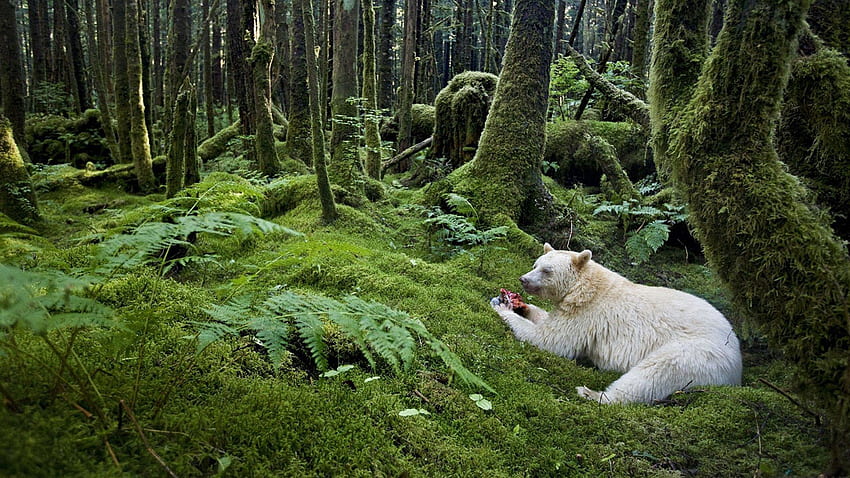 Animals, Forest, Bear, Albino, Meal HD wallpaper