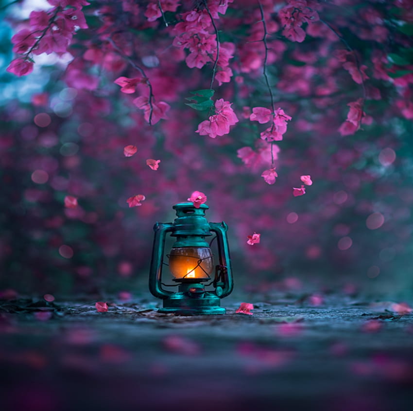 Light of spring, Lantern, Flowers, Bokeh, Blue HD wallpaper