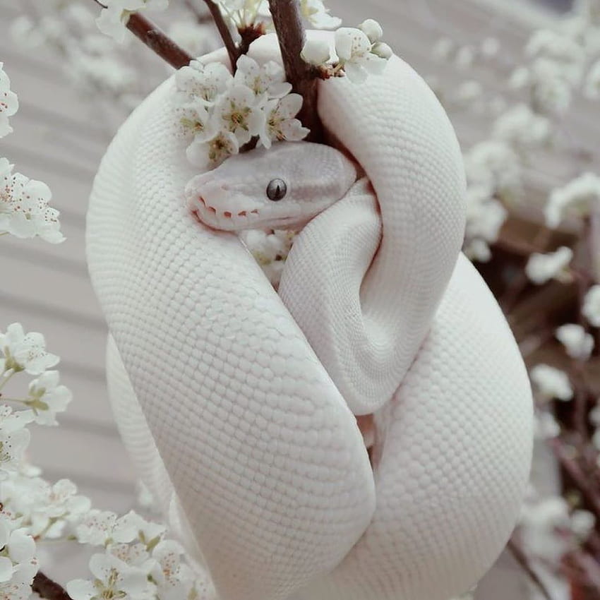 Cute snake HD wallpapers | Pxfuel