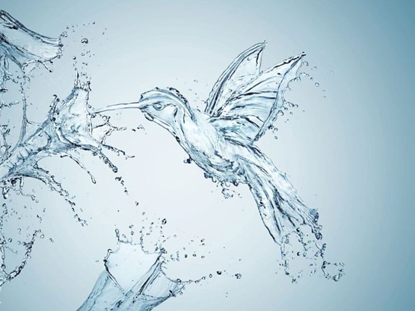 water bird, wings, flower HD wallpaper