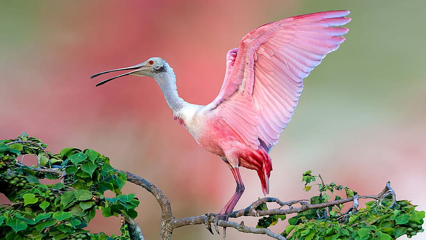 Roseate Spoonbill Beautiful Pink Bird On Tree Jefferson Island HD