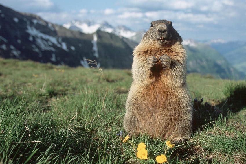 Alpine Marmot, animal, rodent, marmot, alpine HD wallpaper