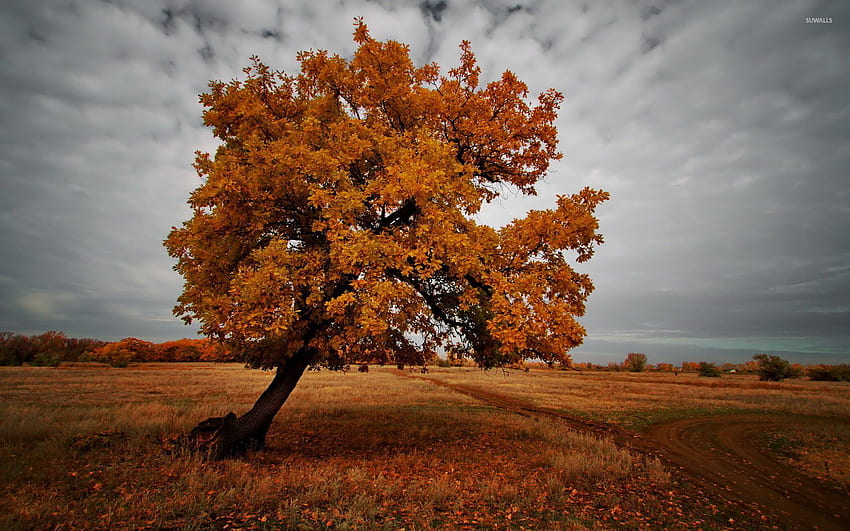 Tree in Autumn - Nature, Plain Autumn HD wallpaper