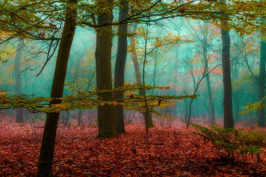 秋の魔法、秋、魔法、森、紅葉 高画質の壁紙