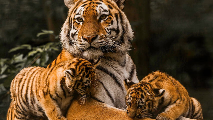 Tigre avec regard fixe et deux oursons sont assis dans un fond de forêt flou Fond d'écran HD