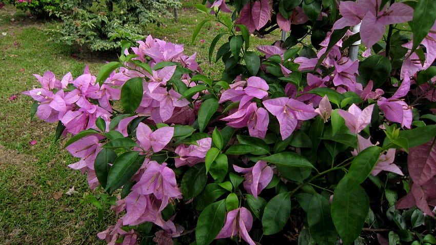 Beautiful Bougainvillea, purple, flowers, Beautiful, park HD wallpaper